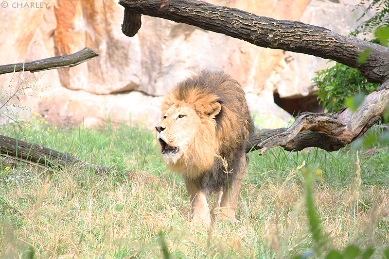 lowew-zoo-berlin (2).jpg